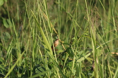 Sporophila minuta