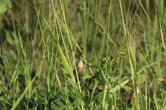 Sporophila minuta