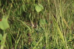 Sporophila minuta