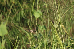 Sporophila minuta
