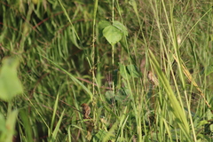 Sporophila minuta