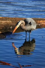 Ardea herodias