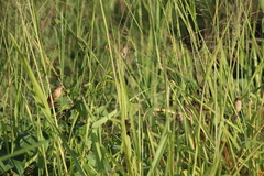 Sporophila minuta