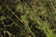 Sporophila minuta