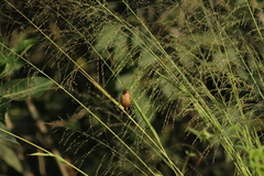 Sporophila minuta