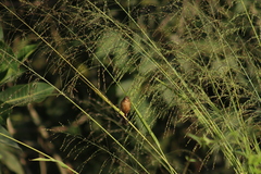 Sporophila minuta