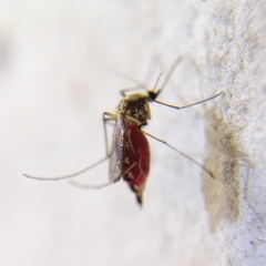Aedes scapularis