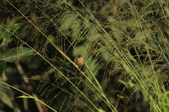 Sporophila minuta