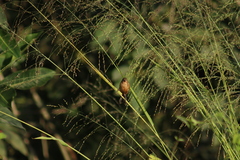 Sporophila minuta