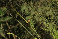 Sporophila minuta