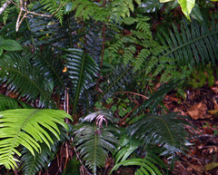 Blechnum orientale