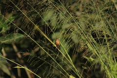 Sporophila minuta
