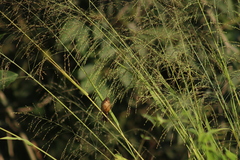 Sporophila minuta