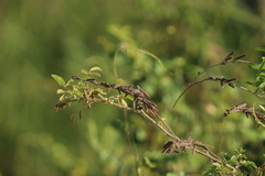 Indigofera tinctoria