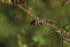 Indigofera tinctoria