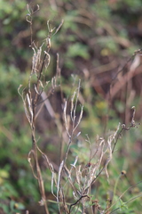 Cleome viscosa