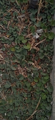 Dichondra