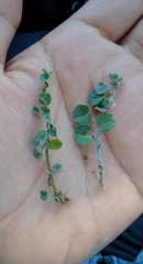 Dichondra