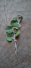 Dichondra