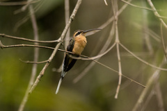 Planalto Hermit photo 2