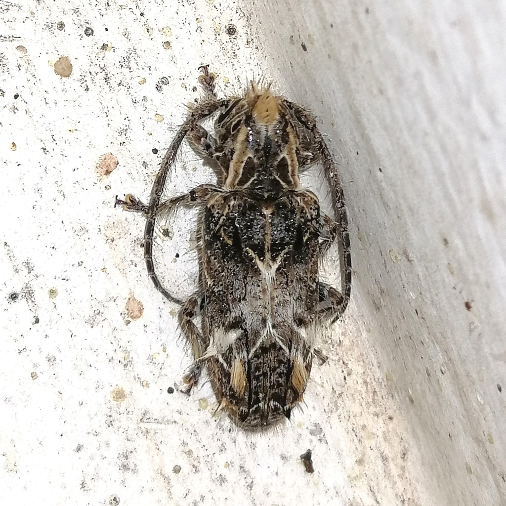 Desmiphora hirticollis