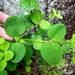 Drymaria ladewii - Photo (c) danplant, algunos derechos reservados (CC BY-NC), subido por danplant