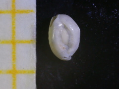 Quinqueloculina