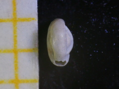 Quinqueloculina