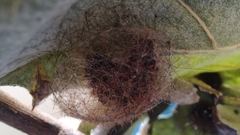 Paracles phaeocera