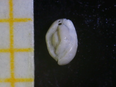 Quinqueloculina