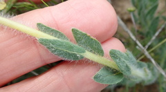 Euchlora hirsuta