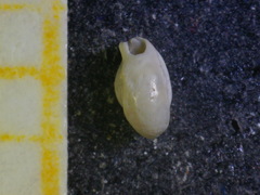 Quinqueloculina