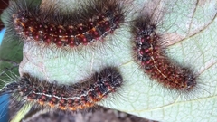 Paracles phaeocera