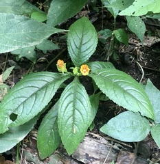 Chrysothemis friedrichsthaliana