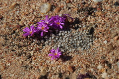 Conophytum minusculum