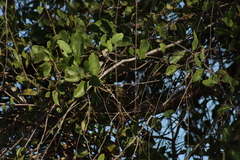 Vireo bellii