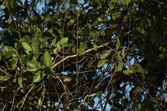 Vireo bellii