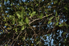 Vireo bellii