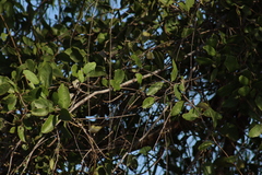 Vireo bellii