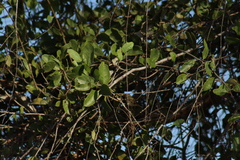 Vireo bellii