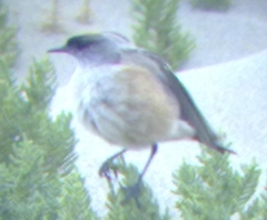 Muscisaxicola capistratus