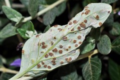 Puccinia teucrii