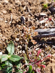 Teesdalia coronopifolia
