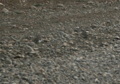 Thinocorus orbignyianus