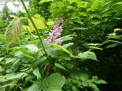 Syringa wolfii