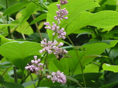 Syringa wolfii
