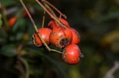 Pyracantha coccinea
