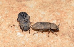 Gonocephalum rusticum