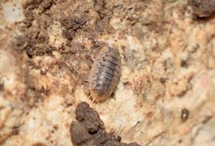 Agabiformius lentus
