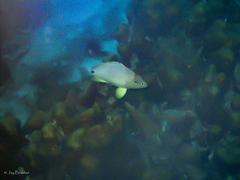 Hypoplectrus unicolor